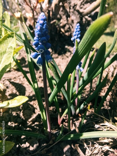 cactus in the garden