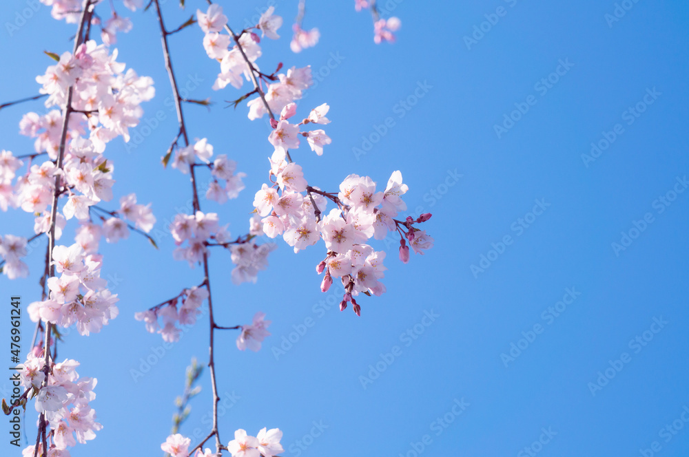 Cherry blossoms hanging from a falling branch Cherry blossoms hanging from a falling branch