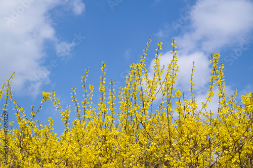 Leinwand Poster Yellow forsythia growing towards the blue sky
