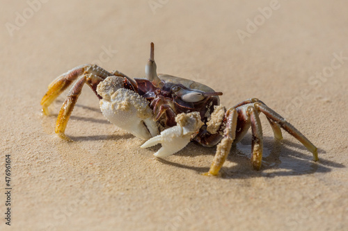 Crab hiding in sand