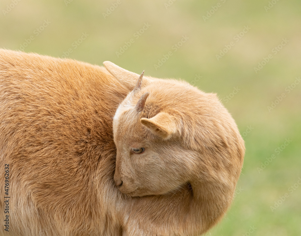 可愛いヤギ 可愛いヤギ