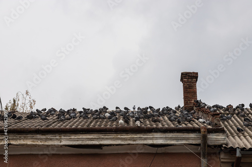 A group of gray pigeons are sitting on the roof of an old house