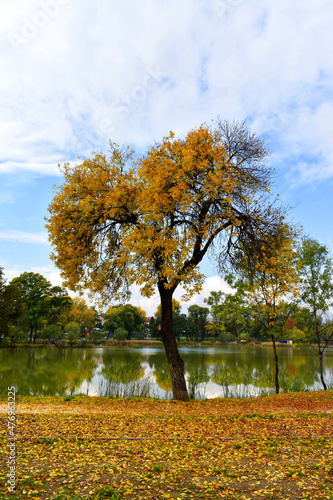 A beautiful yellow autumn tree on the shores of a small lake