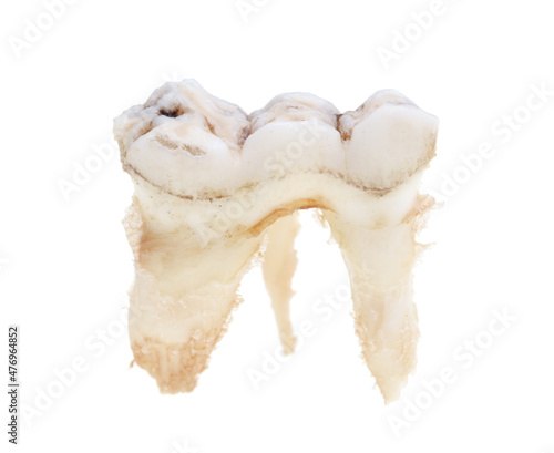 Pig teeth isolated on a white background.