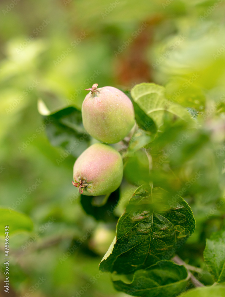 Apples on the branches of trees in the summer. Apples on the branches of trees in the summer.