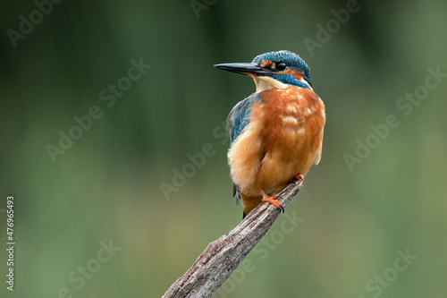Fotografija A portrait of a male kingfisher is perched on an old branch staring into negativ