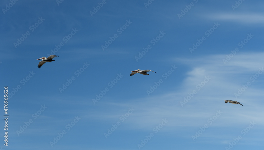 Pelicans flying over La Jolla Cove