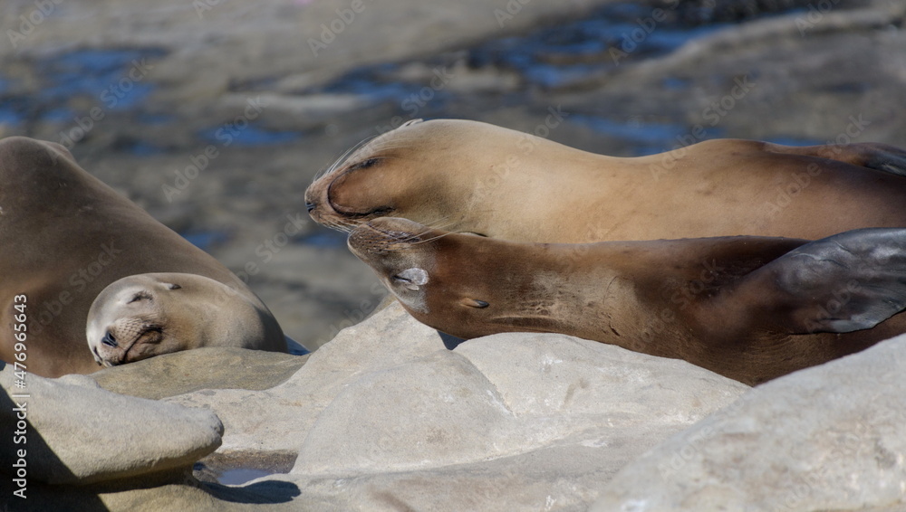 Obraz premium Californian sea lions resting on rocks near La Jolla Cove, San Diego