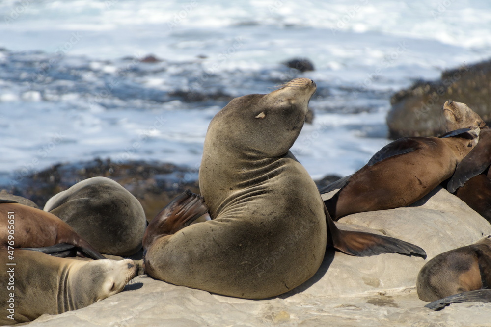 Fototapeta premium Californian sea lion sitting and daydreaming near La Jolla Cove