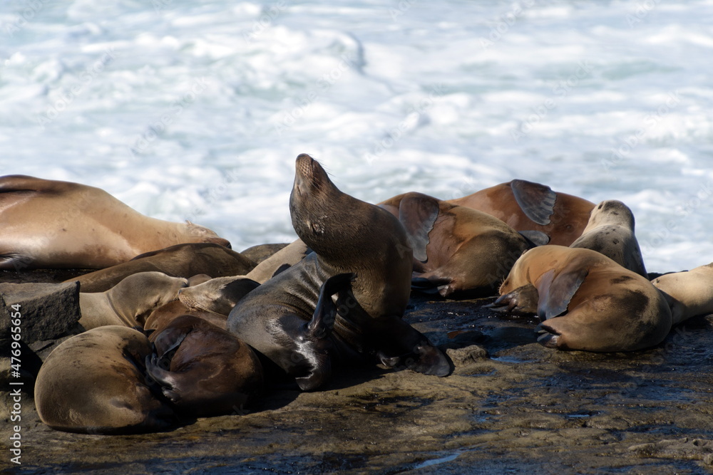 Fototapeta premium Californian sea lion sitting and daydreaming near La Jolla Cove