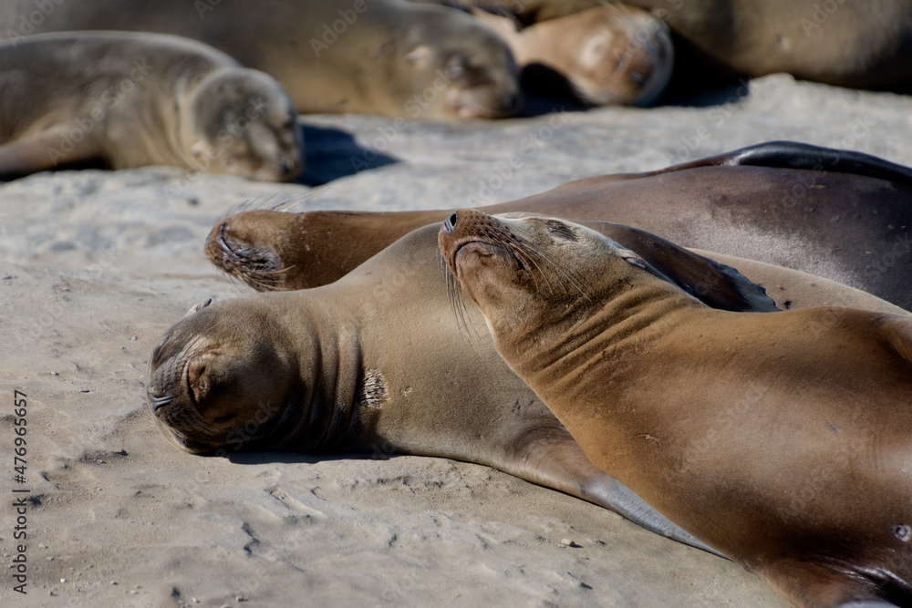 Fototapeta premium Californian sea lions resting on rocks near La Jolla Cove, San Diego