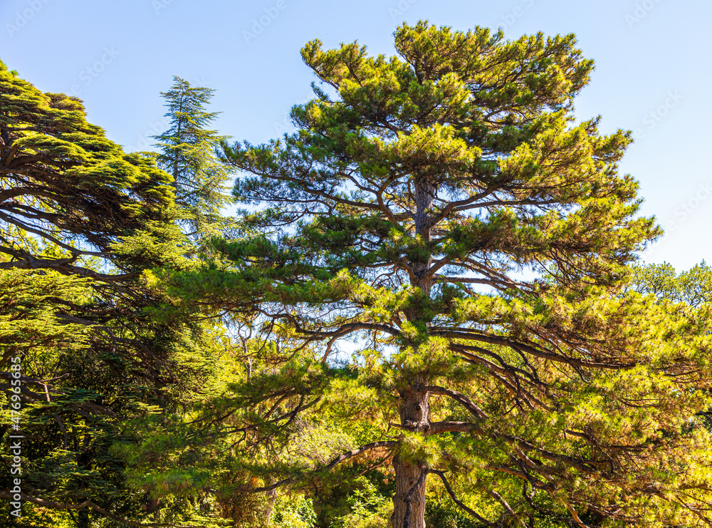 Coniferous tree in the park. Coniferous tree in the park.
