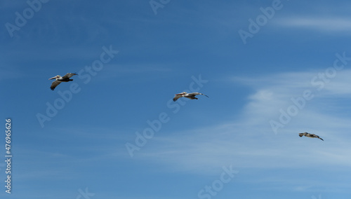 Pelicans flying over La Jolla Cove