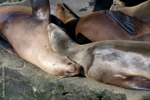 Californian sea lions resting on rocks near La Jolla Cove, San Diego