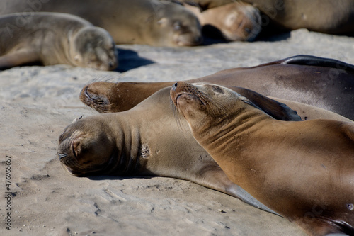 Californian sea lions  resting on rocks near La Jolla Cove, San Diego © Dmitri Kotchetov