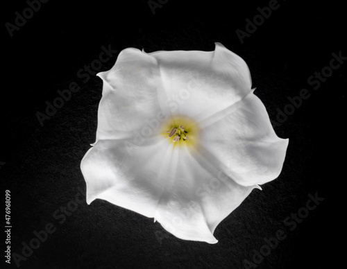 Top view of a flower on a black background. Studio shot. photo