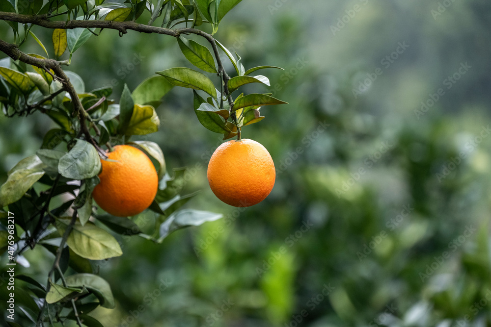 fresh oranges hanging in the orchard