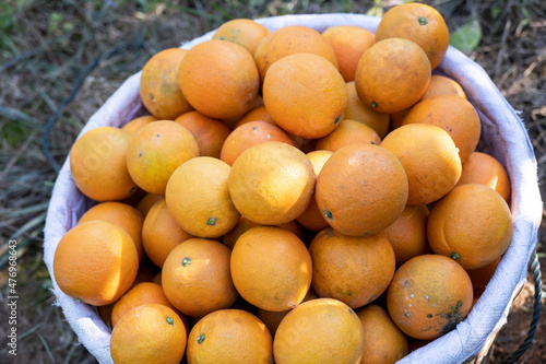 fresh oranges hanging in the orchard