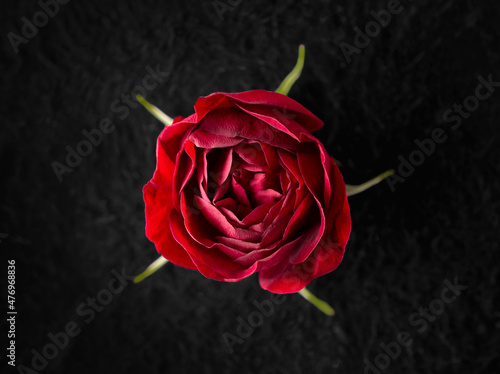 Top view of a flower on a black background. Selective focus. photo