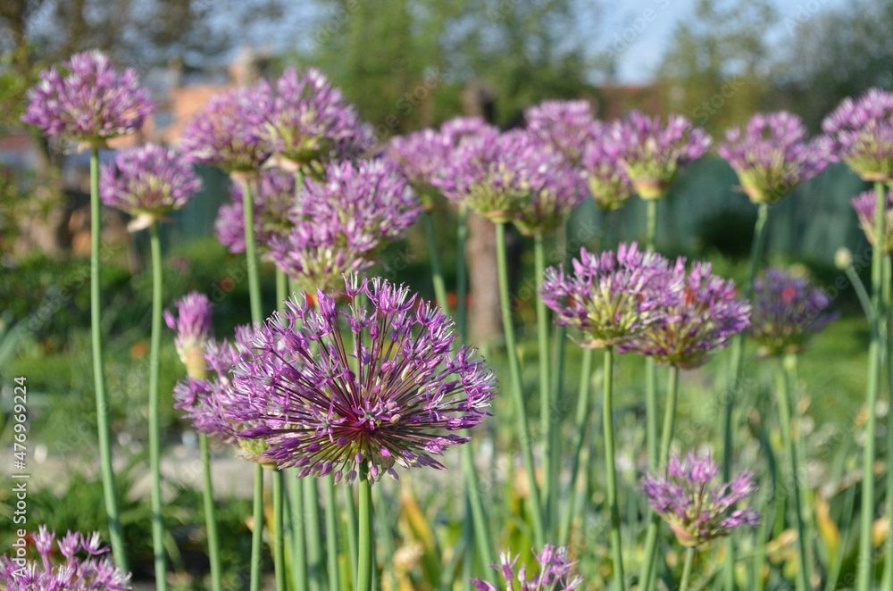 Blooming ornamental onion, scientific name Allium jesdianum, in the garden Blooming ornamental onion, scientific name Allium jesdianum, in the garden