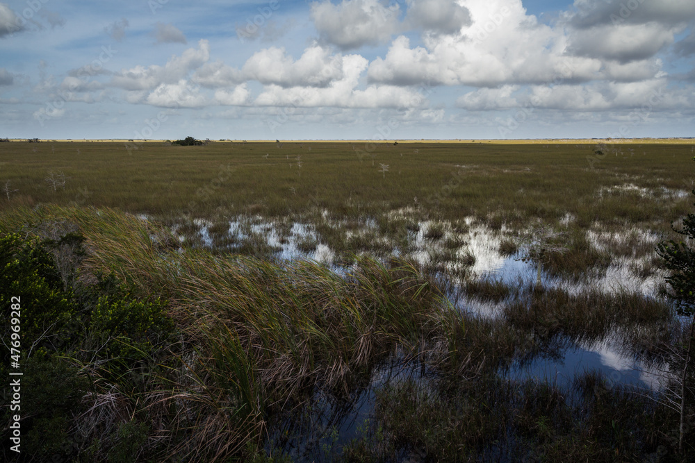 Everglades swamp