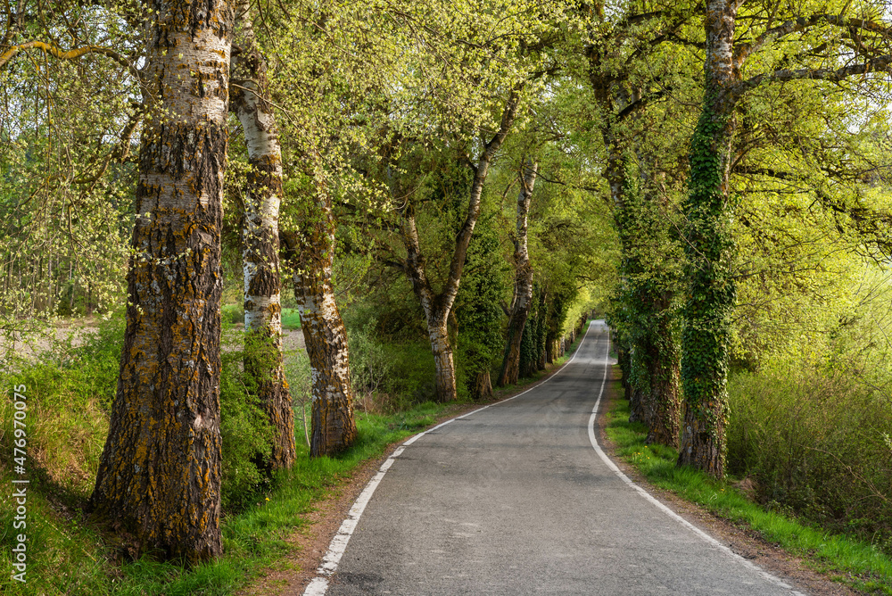 Fototapeta premium Suggestive road in the Aranguren Valley 