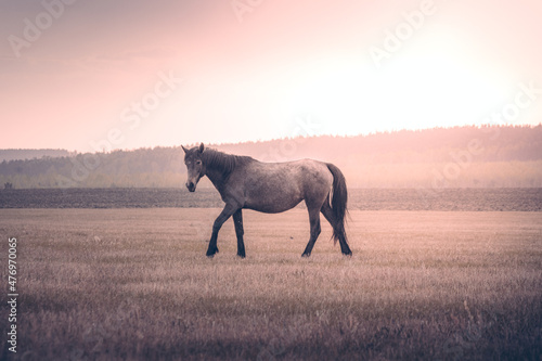 Gray horse walking in a field at sunset