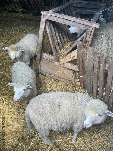 Owieczki na wsi, owce na wsi