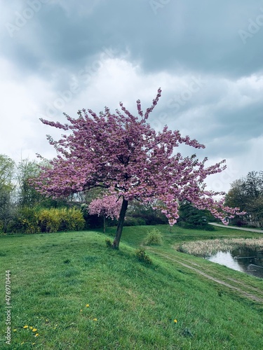Fioletowe drzewo, kwitnące drzewo wiosną kwitnąca wiśnia