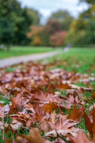 fallen autumn leaves on grass in sunny morning light, tree background