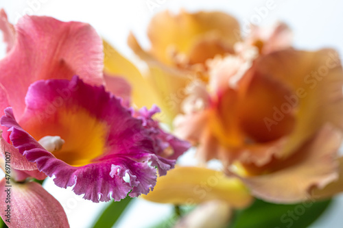 Close-up of Thai orchid on a blurred background  macro photography.