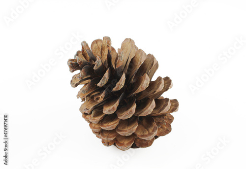 Single wooden pine cone isolated on white background. Brown closeup object
