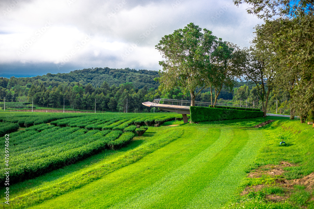 The natural background of colorful flower beds, with chairs to sit and rest while watching the scenery, the wind blows through the blur, cool and comfortable. The natural background of colorful flower beds, with chairs to sit and rest while watching the scenery, the wind blows through the blur, cool and comfortable.