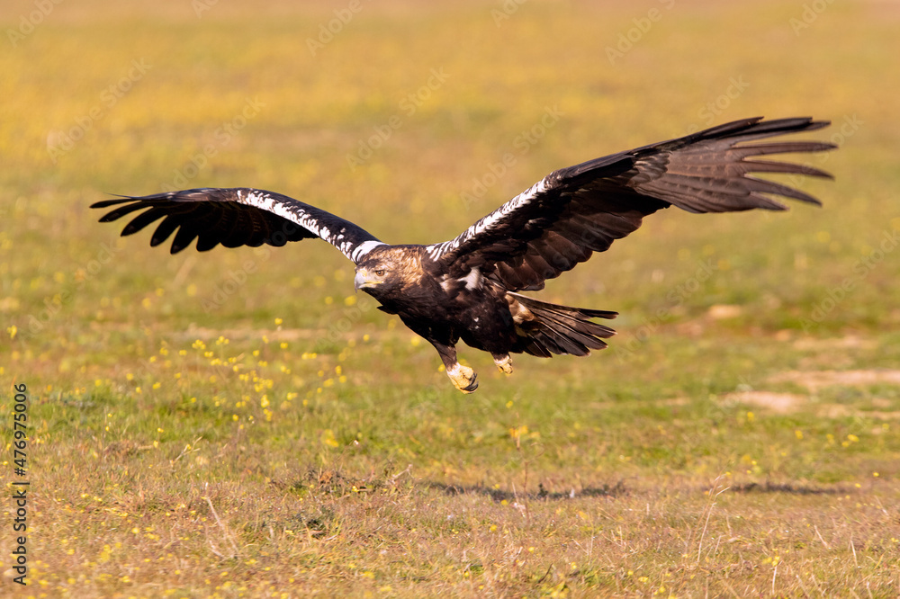 Adult Spanish Imperial Eagle in flight at first light on a cold winter day Adult Spanish Imperial Eagle in flight at first light on a cold winter day