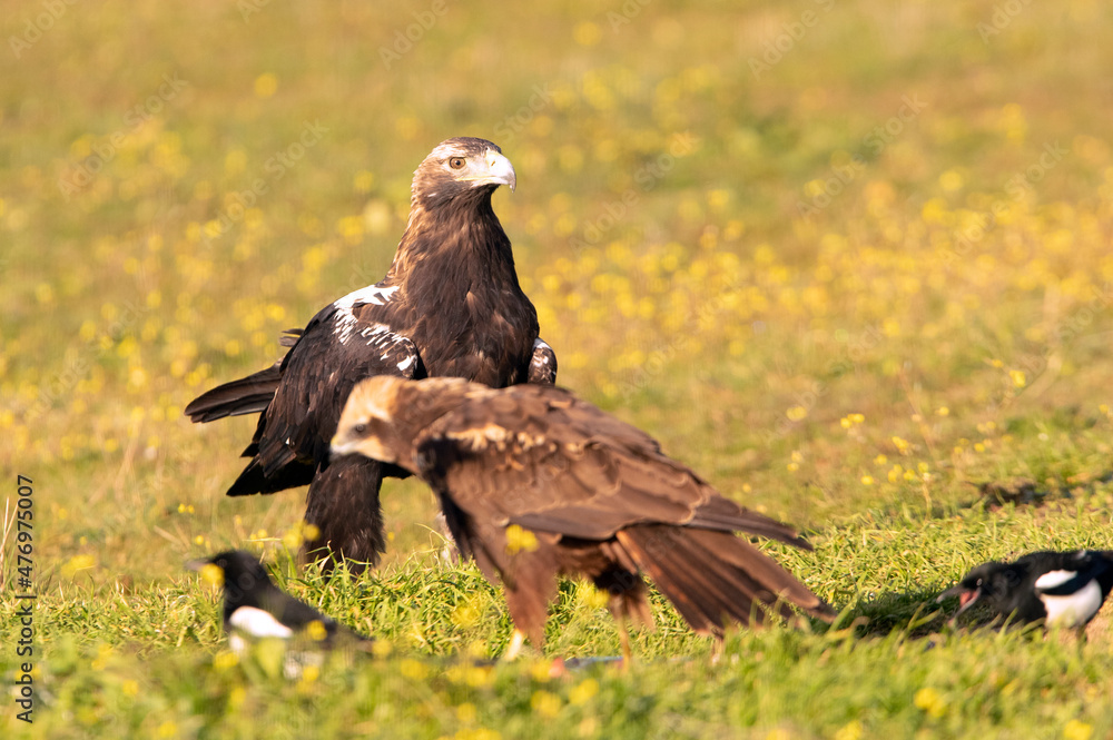 Adult female Spanish Imperial Eagle with the first rays of dawn on a winter's day in a Mediterranean ecosystem Adult female Spanish Imperial Eagle with the first rays of dawn on a winter's day in a Mediterranean ecosystem