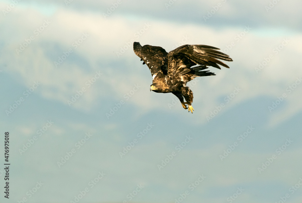 Fototapeta premium Five year old male Spanish Imperial Eagle flying with the lights of sunrise on a sunny winter day