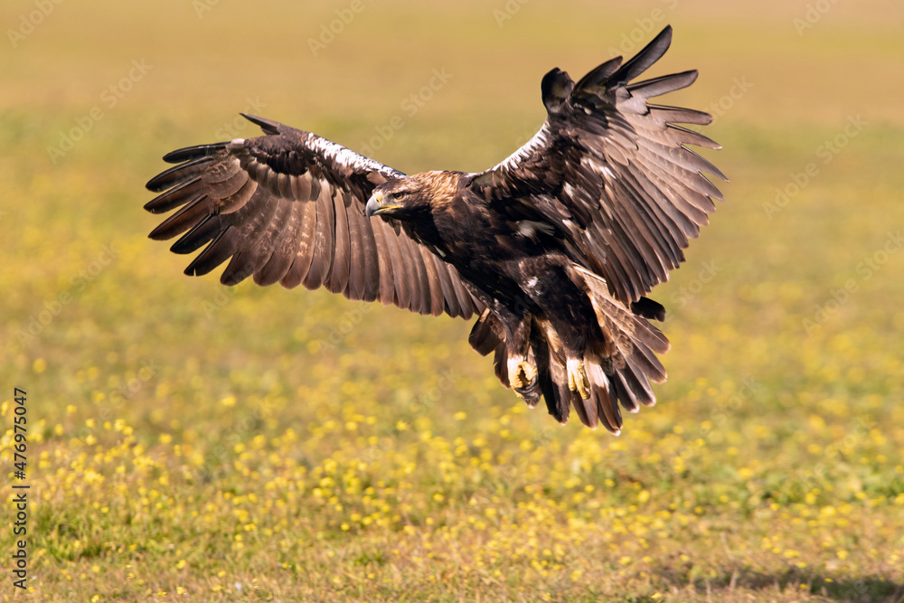 Adult Spanish Imperial Eagle in flight at first light on a cold winter day Adult Spanish Imperial Eagle in flight at first light on a cold winter day