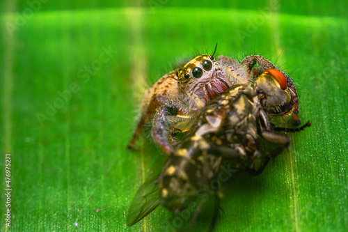 little spider eating fly Jumping Spider eating with yellow green background