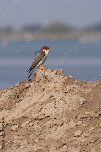 Red Necked Falcon (Falco Chicquera) sitting on dry ground near a water body - Little Rann of Kutch, Gujarat, India