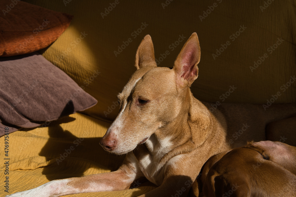 hunting dog of the hound breed, with red hair resting on the sofa