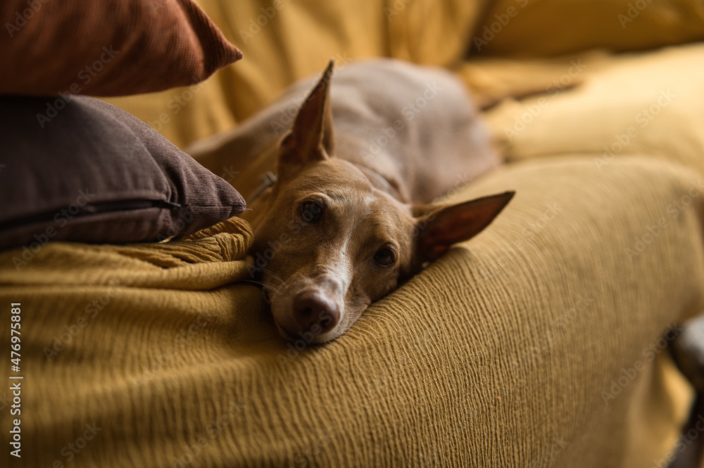 hunting dog of the hound breed, with red hair resting on the sofa