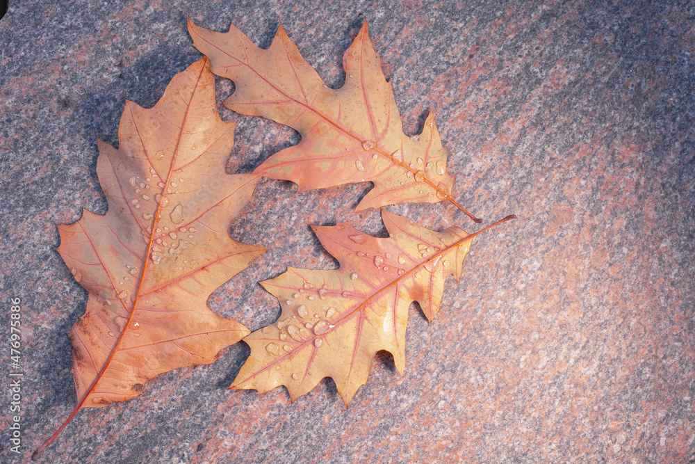 several yellow oak leaves lie on a granite background several yellow oak leaves lie on a granite background