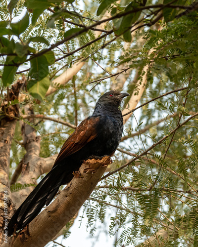 greater coucal or Centropus sinensis closeup perched on tree during outdoor safari at forest of central india photo