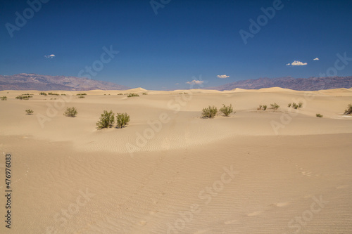 Mesquite dunes in Death Valley  California  USA.