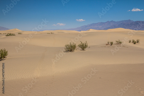 Mesquite dunes in Death Valley  California  USA.