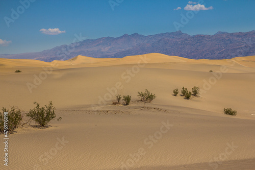 Mesquite dunes in Death Valley  California  USA.