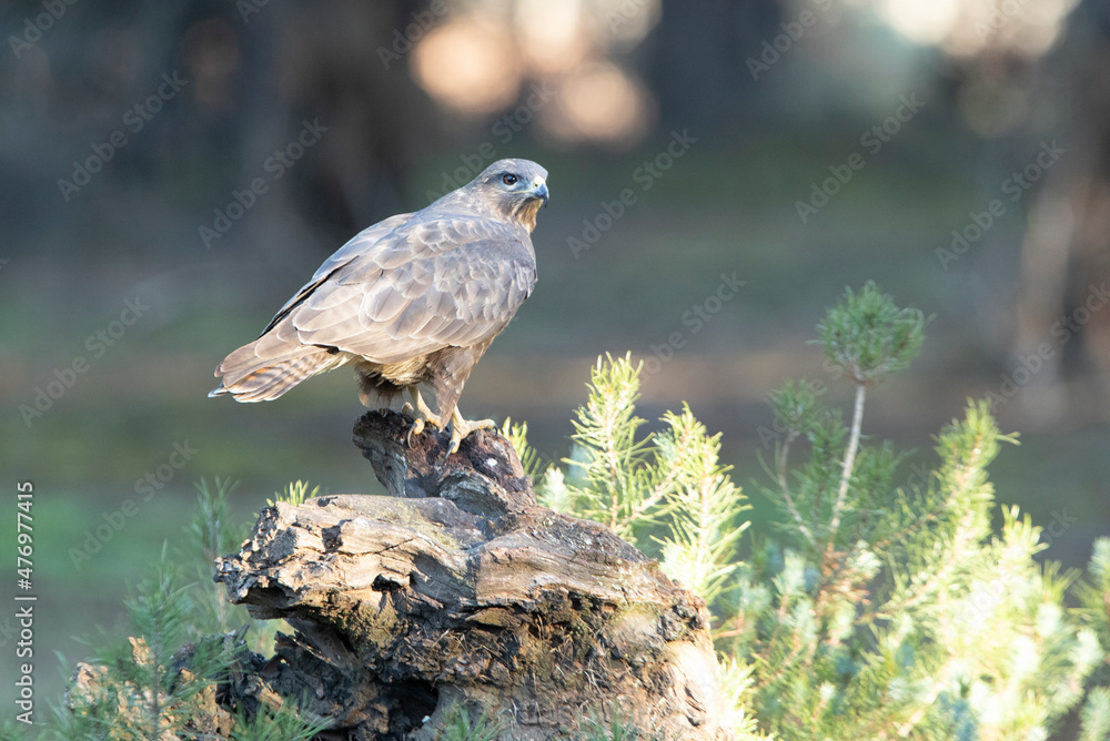 Common buzzard adult in a pine and oak forest with the last evening lights Common buzzard adult in a pine and oak forest with the last evening lights
