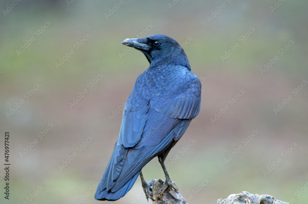 Carrion crow in a pine and oak forest with the last lights on a sunny winter day Carrion crow in a pine and oak forest with the last lights on a sunny winter day