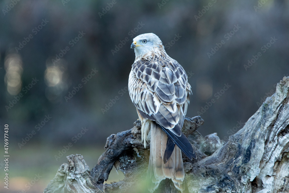 Obraz premium Red kite adult in a pine and oak forest with the last lights of the afternoon