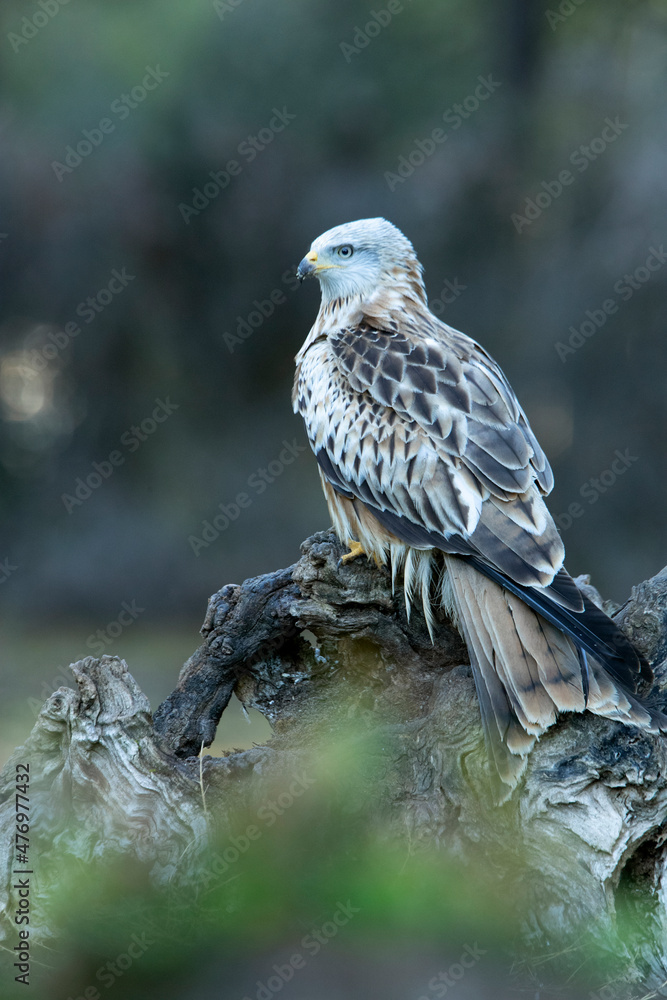 Red kite with the last lights of day in a pine and oak forest Red kite with the last lights of day in a pine and oak forest
